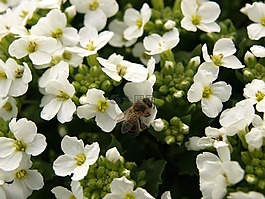 蜜蜂,花,昆蟲