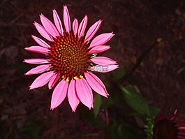 松果菊,花的,植物