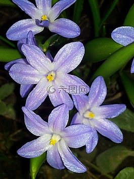 花,暗,紫色