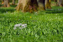 罩衫,花,鮮花