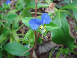自然,花的,植物