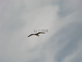 鳥,天空,飛行