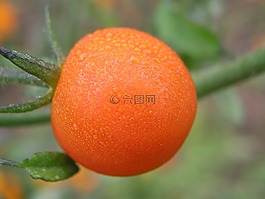 番茄,露水,弗里施