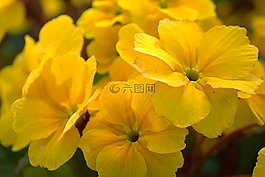 鮮花,性質(zhì),黃色