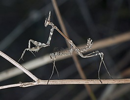 昆蟲,螳螂,無脊椎動物