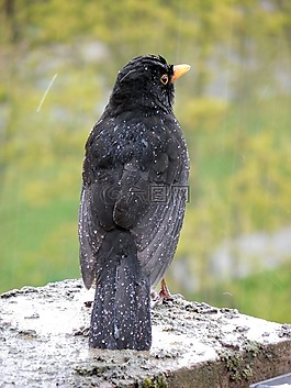 黑鳥,鳥,鳴鳥