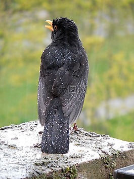 黑鳥,鳥,鳴鳥