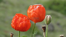 罂粟 rhoeas,罂粟,oltu
