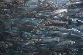群,魚,魚群