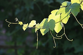葡萄,藤,枝杈