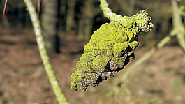 苔,松球果,性質(zhì)