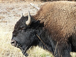 野牛,懷俄明,黃石國家公園