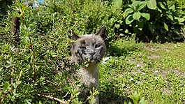 寵物,貓,動物
