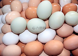 蛋,弗里施,食品