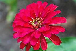 鮮花,大自然,春天