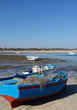 船,海,鱼