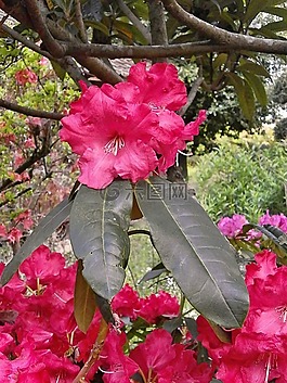 杜鹃,石南科,春天的花朵