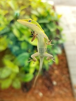 蜥蜴,綠色,自然