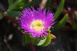 花,紫,黄色