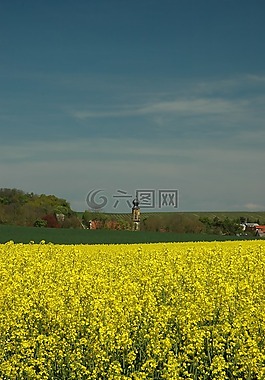 春天,油菜,黃色