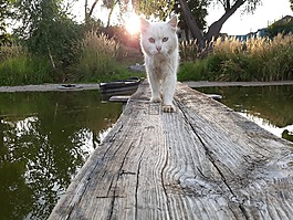 貓,捕食者,動物