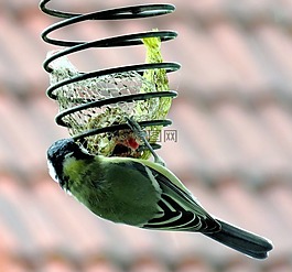 鳥,山雀,鳴鳥
