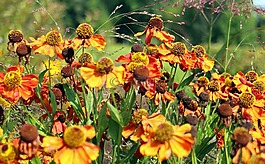 鮮花,太陽帽子,花