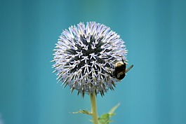 花,蜜蜂,昆蟲(chóng)