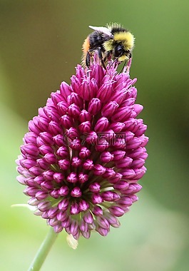 花,蜜蜂,昆蟲