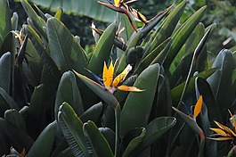 蒙特卡羅,植物學,花