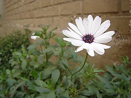 雛菊,花,墻上