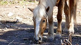 動物,馬,頭