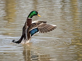 鴨,鳧,翼