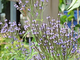 hastee 马鞭草,植物原产于魁北克,花园