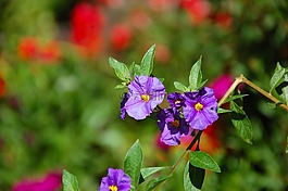 花園,布什,性質(zhì)
