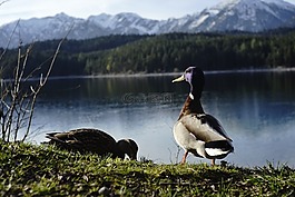 eibsee,巴伐利亞,鴨