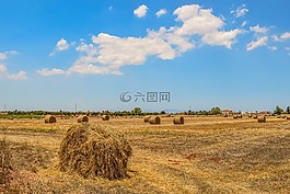 大麥田,干草,景觀