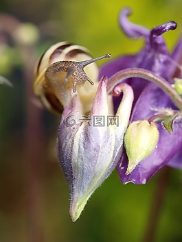 蝸牛,軟體動(dòng)物,花