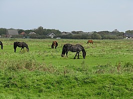 borkum,馬,弗里森