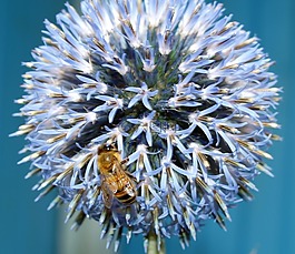花,蜜蜂,昆蟲