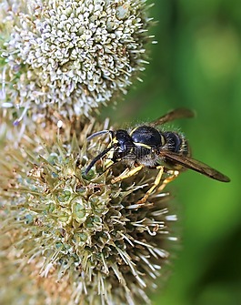 花,蜜蜂,昆蟲(chóng)