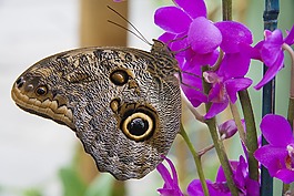 蝴蝶,翼,花