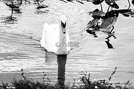 天鵝,湖,水