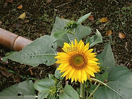 向日葵,夏天花,黃色的花朵
