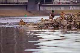 鴨,河,水