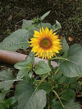 向日葵,夏天花,黃色的花朵
