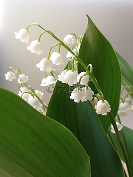 莉莉的山谷,洁白的花朵,春