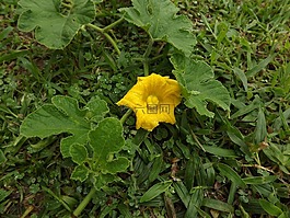 南瓜花,南瓜,花卉