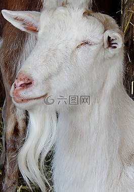 山羊,動(dòng)物,野生動(dòng)物