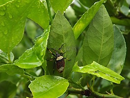 昆蟲,性質(zhì),動物